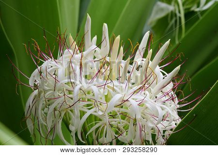 Close Up Of A Crinum Lily (crinum Asiaticum) In Bloom