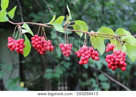 Ripe Fruits Of Red Schizandra With Green Leaves Hang In Row