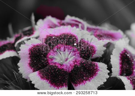 Coloursplash Of Red And White Dianthus Flowers In Bloom