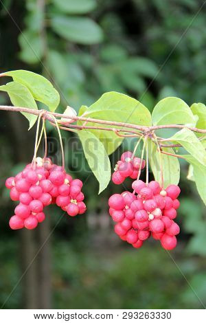 Ripe Fruits Of Red Schizandra With Green Leaves Hang In Row