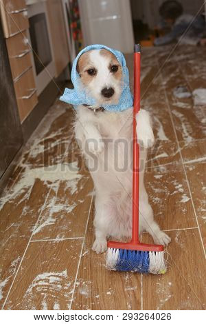 Funny Dog Cleaning With A Broom A Messy Because A Flour Fight. Child Playing Like Background.
