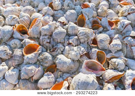 Many Beautiful Shells Of Rapan In The Sand On The Black Sea Coast.