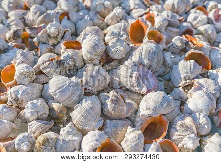 Many Beautiful Shells Of Rapan In The Sand On The Black Sea Coast.