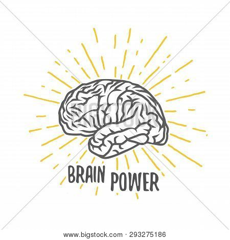 Vector Brain. Black And White Vector Objects