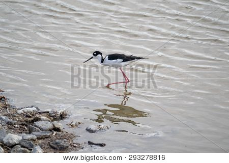 A Black-necked Stilt Bird Fishes For Food, Walking In The Water Of The Salton Sea Of California