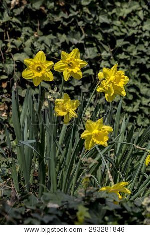 Narciso (narcissus Angustifolius) The First Flowers Of Spring Has Sprung.