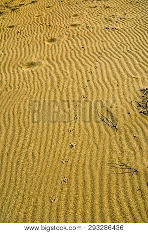 Background of wind driven rippled sand on a Florida beach with  bird  and human footprints.