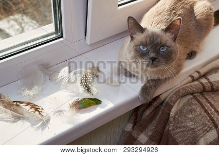 Bird Hunting. The Cat Is A Hunter. Gray Siamese Cat Sitting Near The Window On The Windowsill Next T