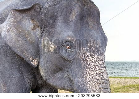 Healthy Big Asia Elephant At Beach In Bright Day