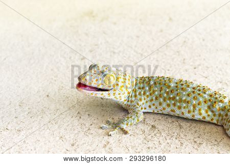 Close Up Healthy Thailand Tokay Gecko Walking On Ground