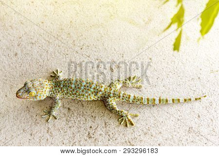 Close Up Healthy Thailand Tokay Gecko Cling On Wall