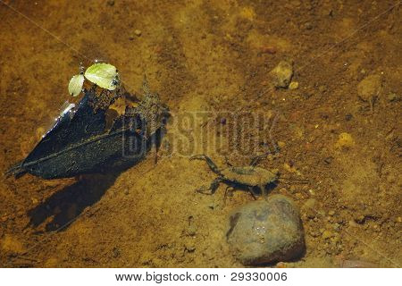 Escorpión de agua amarillo