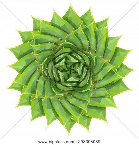 Spiral Aloe Succulent Houseplant Or Desert Plant Vector Illustration