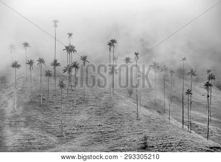 Misty alpine landscape of Cocora valley, Salento, Colombia, South America
