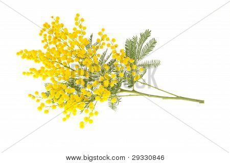 มิโมซ่าสาขาแยกต่างหากบนพื้นสีขาว