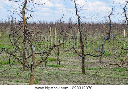 Apple Trees In The Garden, Pruning Apple Trees, Protecting Cut Branches With Paint Coating.