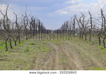 Apple Trees In The Garden, Pruning Apple Trees, Protecting Cut Branches With Paint Coating.