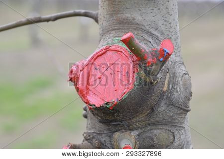 Apple Trees In The Garden, Pruning Apple Trees, Protecting Cut Branches With Paint Coating.