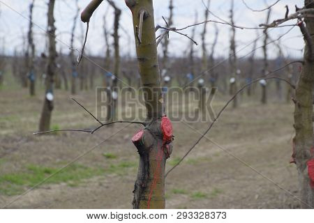 Apple Trees In The Garden, Pruning Apple Trees, Protecting Cut Branches With Paint Coating.