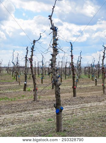 Apple Trees In The Garden, Pruning Apple Trees, Protecting Cut Branches With Paint Coating.