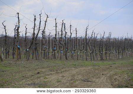 Apple Trees In The Garden, Pruning Apple Trees, Protecting Cut Branches With Paint Coating.