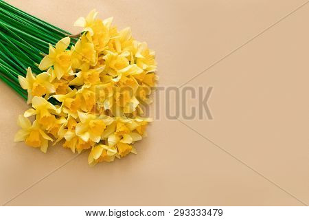 Spring Floral Background With Yellow Daffodil Flowers