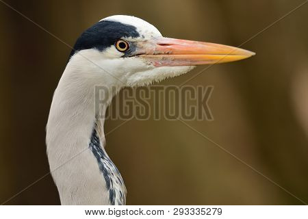 Close Up Head Shot Of A Heron