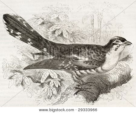 Dideric Kuckuck alte Abbildung (Chrysococcyx Caprius). erstellt von Kretschmer, veröffentlicht auf merveill