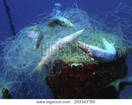 Ghost Nets Are Commercial Fishing Nets That Have Been Lost, Abandoned, Or Discarded At Sea. Every Ye