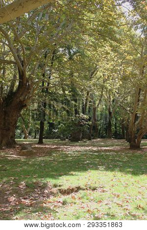 Agios Nikolaos Park Naousa Greece Europe