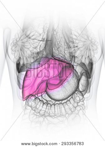 3d rendered medically accurate illustration of a womans liver