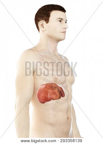 3d rendered medically accurate illustration of a mans liver
