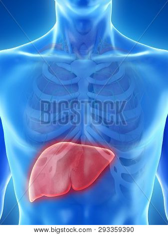 3d rendered medically accurate illustration of a mans liver