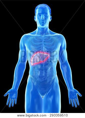 3d rendered medically accurate illustration of a mans liver