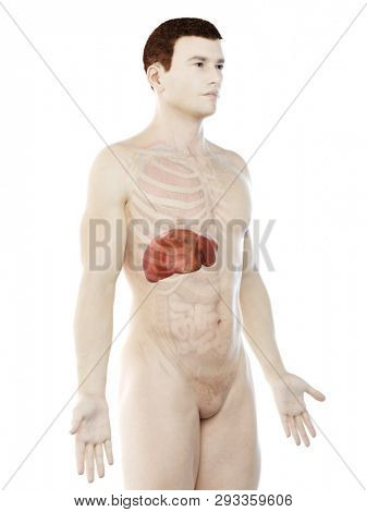 3d rendered medically accurate illustration of a mans liver