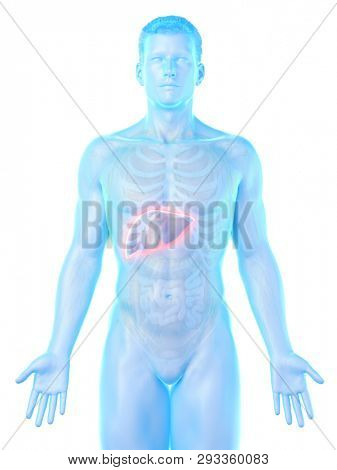 3d rendered medically accurate illustration of a mans liver