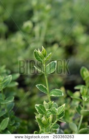 Wintercreeper Emerald Gaiety - Latin Name - Euonymus Fortunei Emerald Gaiety