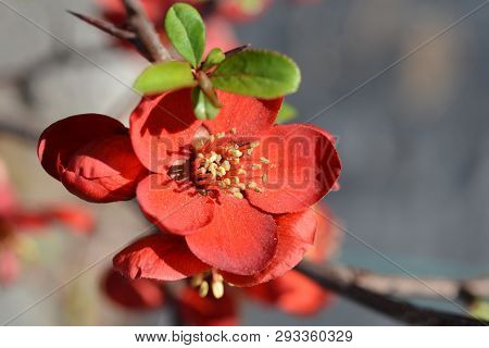 Hollandia Flowering Quince - Latin Name - Chaenomeles X Superba Hollandia