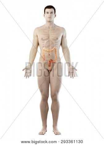 3d rendered medically accurate illustration of a mans colon