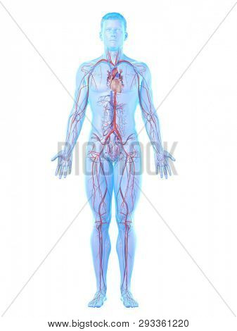 3d rendered medically accurate illustration of a mans vascular system