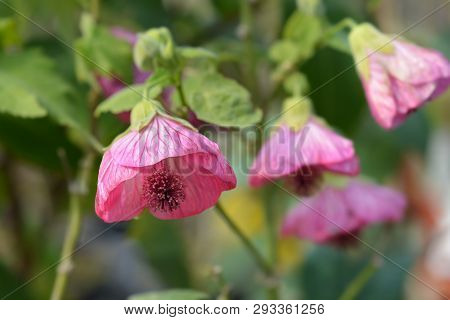 Chinese Lantern Pink Flowers - Latin Name - Abutilon Hybrids