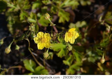 Barren Strawberry - Latin Name - Waldsteinia Ternata