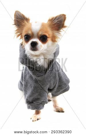 Dressed Chihuahua Violka