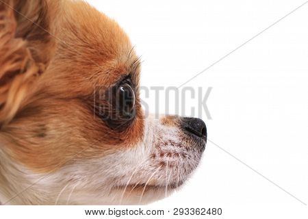 Head Of My Sweet Chihuahua Violka