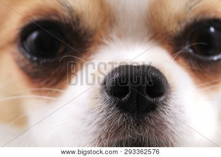 Head Of My Sweet Chihuahua Violka