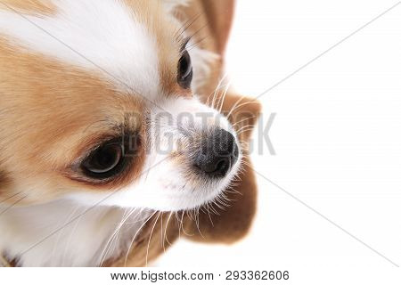 Head Of My Sweet Chihuahua Violka