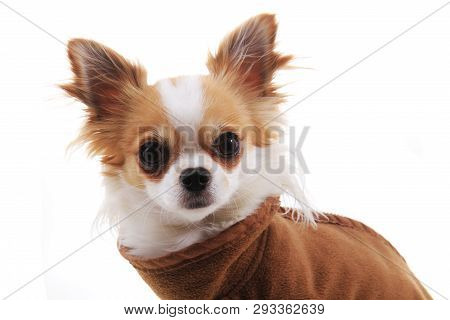 Dressed Chihuahua Violka