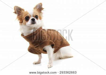 Dressed Chihuahua Violka