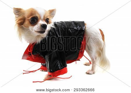 Dressed Chihuahua Violka