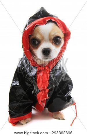 Dressed Chihuahua Violka